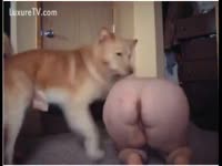 [ Animal Porn Film ] Chubby girl bows over so her dog can group sex her on episode